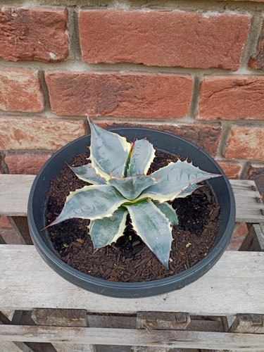Stella mare agave parrasana - mare,