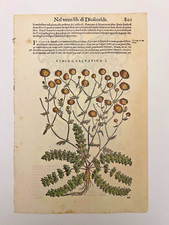 MATTIOLI Xilografia 1500 Botanica Erbario Piante "CIMINO SALVATICO I"