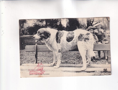 F5225 cartolina cane - cartolina,