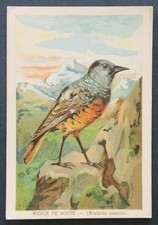 Immagine cromata MERLE DE