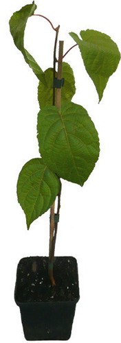 Set piante kiwi - 3,