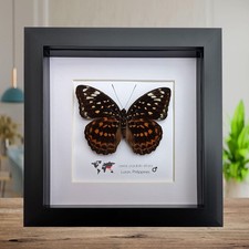 Framed lexias pardalis - lexias,