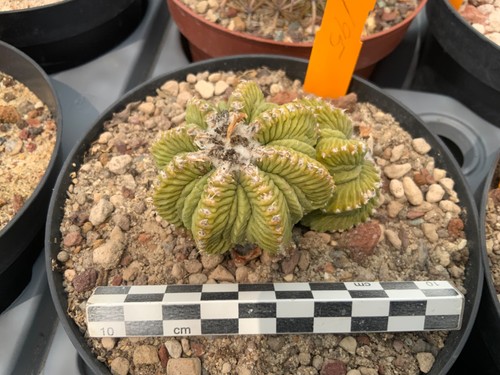 195 aztekium ritteri - 195, graft