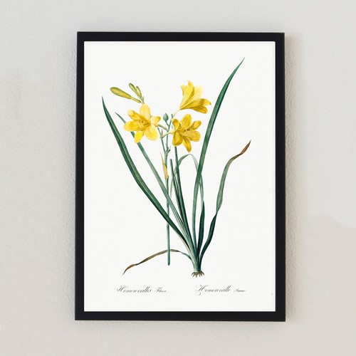 Illustrazione fiore botanico