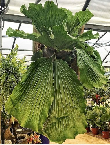 Platycerium elephantotis var - elephantotis,
