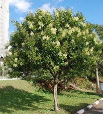 1 PIANTA DI LIGUSTRUM LUCIDUM