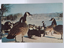 ? Vintage Cartoline partition of rochester minnesota with ducklings
