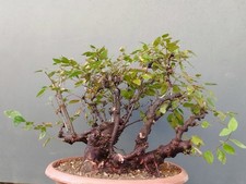 Bonsai Carpino Nero 40x20cm In Vaso Pianta Interno Esterno Pre Bonsai Stupendo