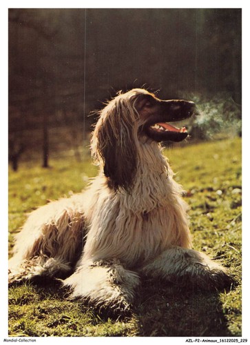 Azlp2 0218 animaux cane - azlp2-0218-animaux,
