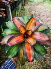 Bs1481 neoregelia pascoaliana - neoregelia,