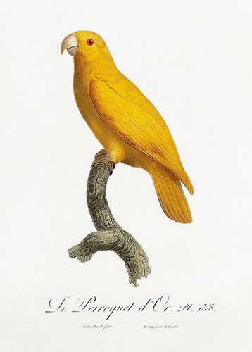 Pappagallo del pacifico - del,