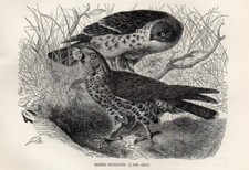 1894 = FALCO PECCHIAIOLO =