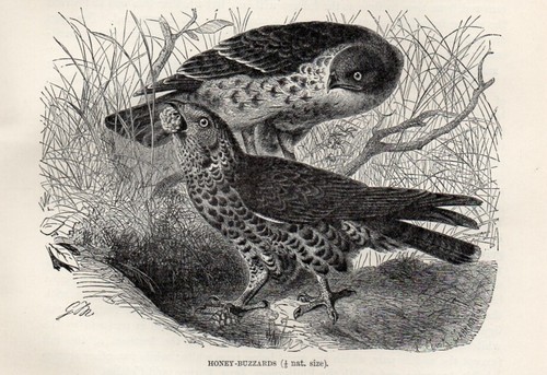 1894 falco pecchiaiolo uccelli - falco,