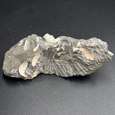 Hyphatoceras orientale ammonite – Late Cretaceous Yezo Group, Hokkaido Japan