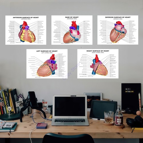 70x50cm human heart multi - 70x50cm, multi-view