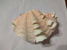 Conchiglia Shell TRIDACNA