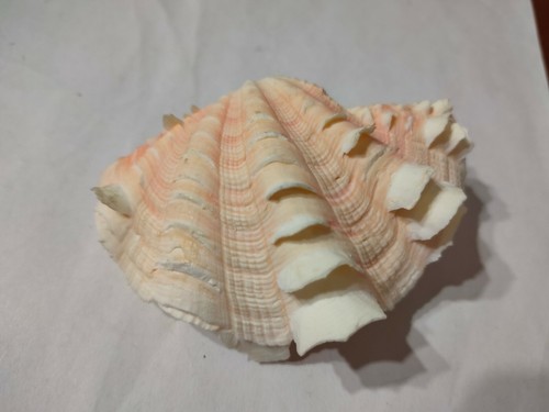Conchiglia shell tridacna - conchiglia,