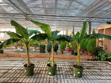 Pianta Banano Acuminata Dwarf Cavendish H135