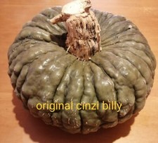 25 semi zucca marina di