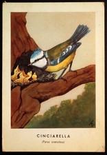 cart.3213 cartolina illustrata CINCIARELLA 1955.