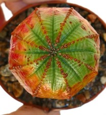 Euphorbia obesa ORANGE GREEN - Baseball plant | Living baseball