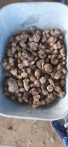 Topinambur piemomtesi - , da