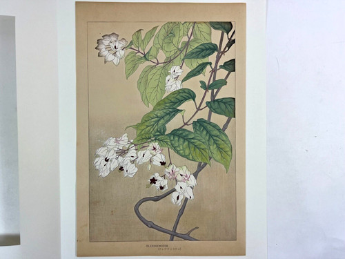 Xilografia giapponese - xilografia,