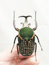 VERO Harris's Tusk-horn Flower
