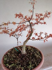 Bonsai Acer Palmatum