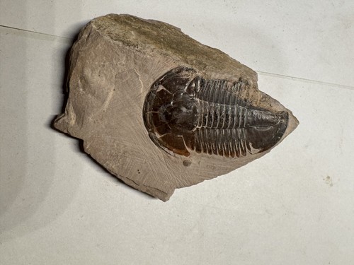 Asaphiscus fossil trilobite - asaphiscus,