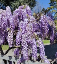 Semi glicine wisteria - semi,