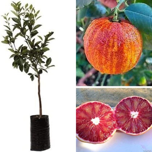 Arancio arcobal alberello - arancio,