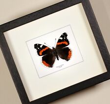 Vanessa atalanta (Ammiraglio