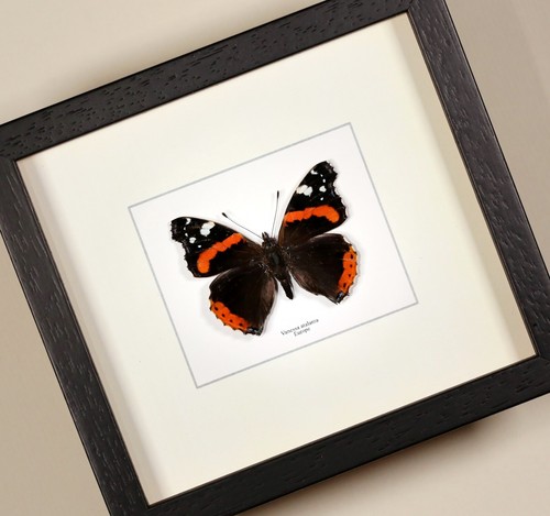 Vanessa atalanta ammiraglio - atalanta, (ammiraglio