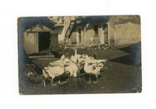 1914 Oche Aia Animali Campagna Foto Vintage Oca Cartolina Viaggiata 