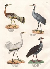Airone Heron Gru Uccelli