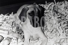 Foto Vintage Animali Cane Alano anni 90 stampa 24x18 cm