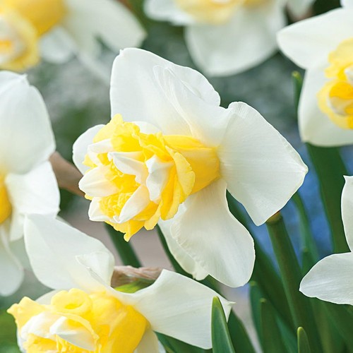 Narcisi bulbi fiori cipolle - bulbi,