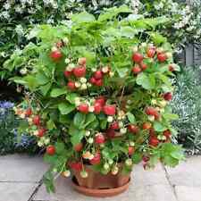 FRAGARIA ANANASSA - FRAGOLA RAMPICANTE, 50 SEMI