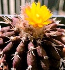 Uebelmannia buiningii "RNK 52" POT 6 CM On its own root RARE PLANT!!!!!