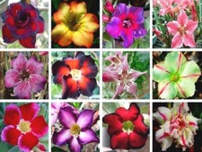 10 semi di Adenium obesum  mix