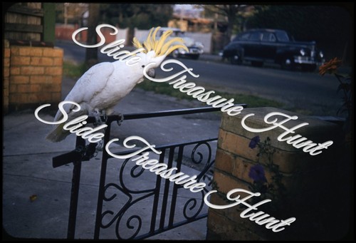 Australia melbourne cockatoo - melbourne,