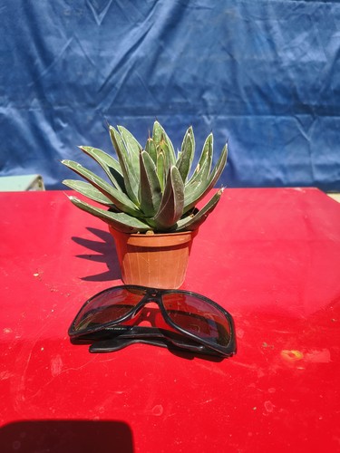 Agave regina vittoria - agave,