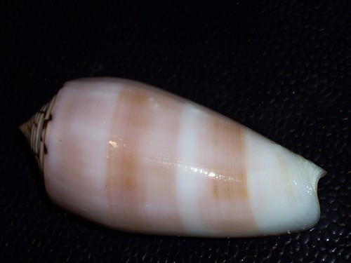 Conus striatus chusaki - f.chusaki, pink