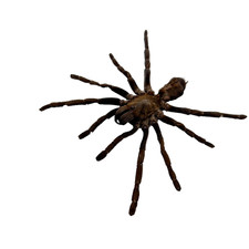 Sumatran-Tiger Tarantula Spider (Ornithoctoninae sp 'Veronica') Taxidermy