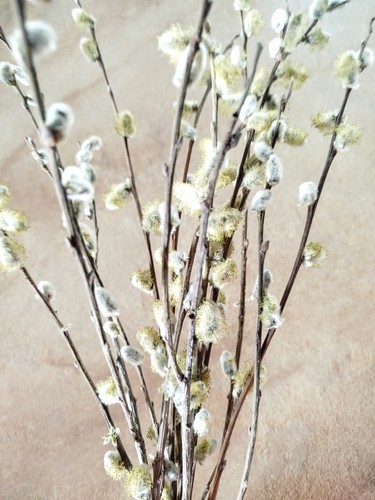 Fiori primaverili salice - , vero