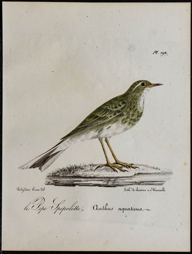 1830 pispola spioncelle - pispola,