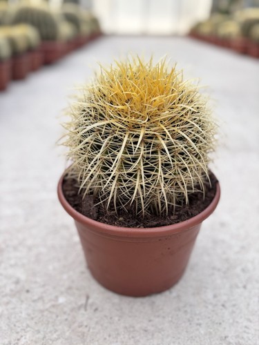 Echinocactus grusonii ciotola - echinocactus,