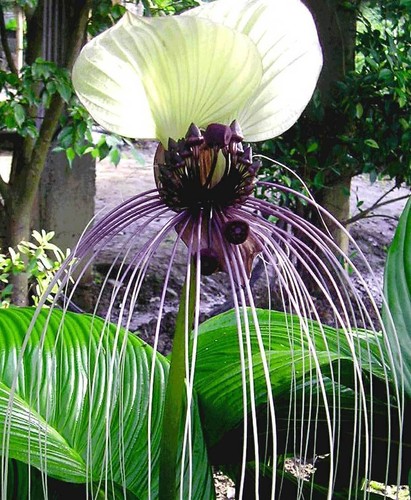 Tacca nivea fiore - tacca,