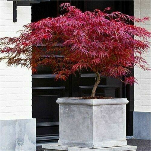 Acero rosso giapponese acer - rosso,